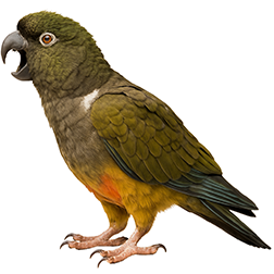 Patagonian Conure